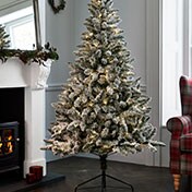 Weihnachtsbäume